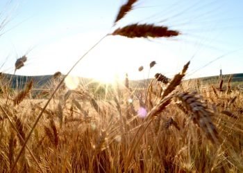 नीतिमा कृषि क्रान्तिका कुरा तर व्यवहारमा कृषक सधैं पीडित